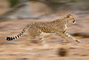 Cheetah-24470924