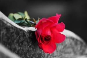 Rose on the tombstone